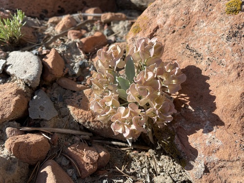 Image of Physaria newberryi by (c) Martin Purdy, some rights reserved (CC BY)