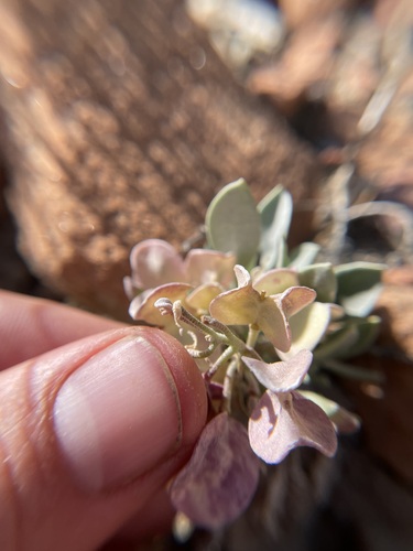 Image of Newberry's Twinpod (Physaria newberryi) by (c) Martin Purdy, some rights reserved (CC BY)