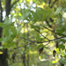Acer monspessulanum ibericum - Photo 由 ramazan_murtazaliev 所上傳的 (c) ramazan_murtazaliev，保留部份權利CC BY-NC