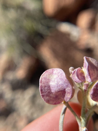 Image of Newberry's Twinpod (Physaria newberryi) by (c) Martin Purdy, some rights reserved (CC BY)