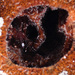 Periclimenes harringtoni - Photo (c) terence zahner, algunos derechos reservados (CC BY-NC), subido por terence zahner