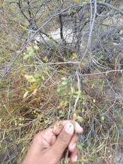 Mimosa distachya laxiflora