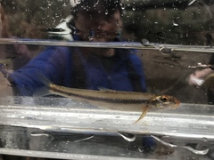 Phenacobius catostomus