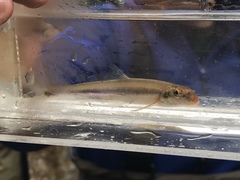 Phenacobius catostomus