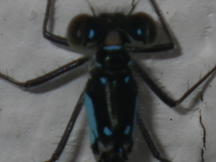 Ischnura cervula