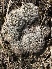 Escobaria missouriensis