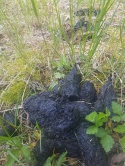 Ursus americanus cinnamomum