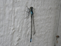 Ischnura cervula