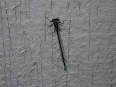 Ischnura cervula