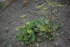 Angelica sachokiana