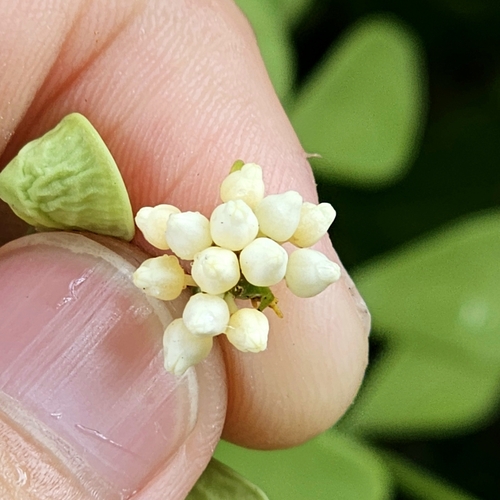 Dischidia oiantha