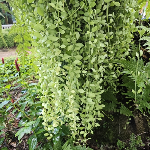Dischidia oiantha, photograph 1