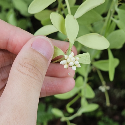 Dischidia oiantha, photograph 2