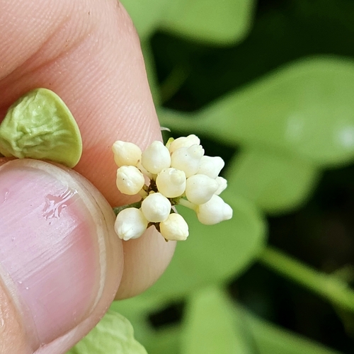 Image of Dischidia oiantha by (c) pbsg, some rights reserved (CC BY)