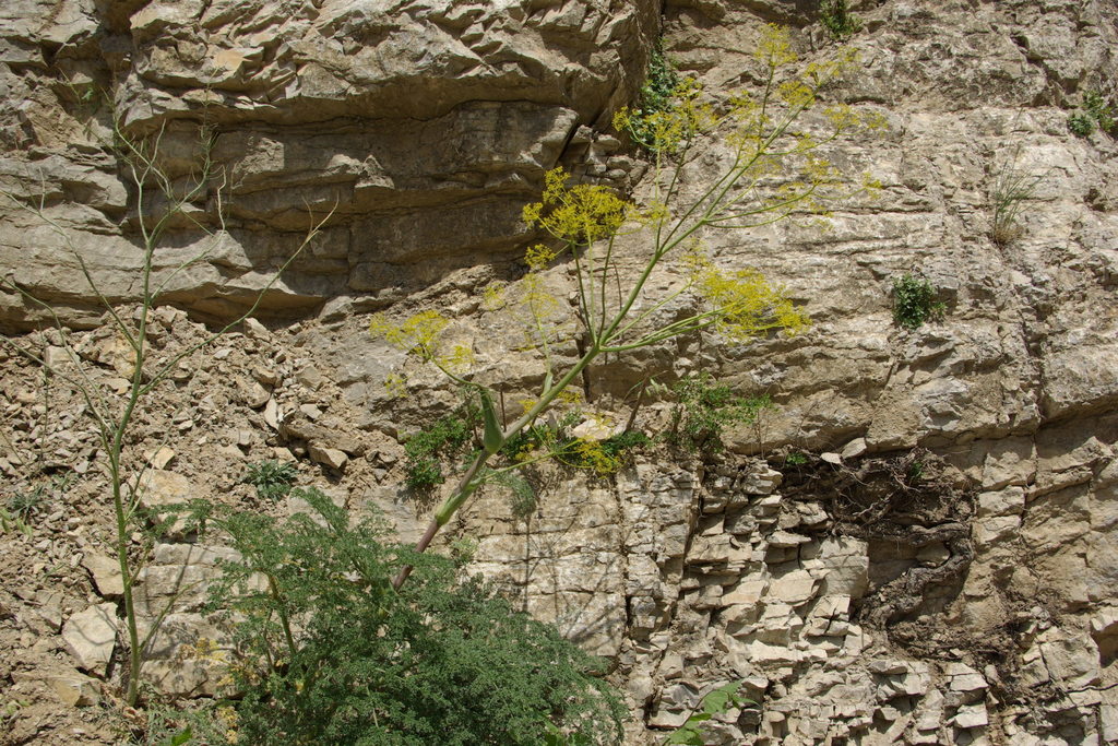 Ferula calcarea