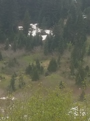 Ursus americanus cinnamomum