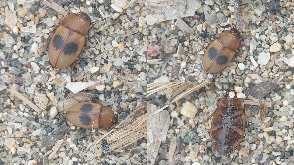 Phaleria bimaculata