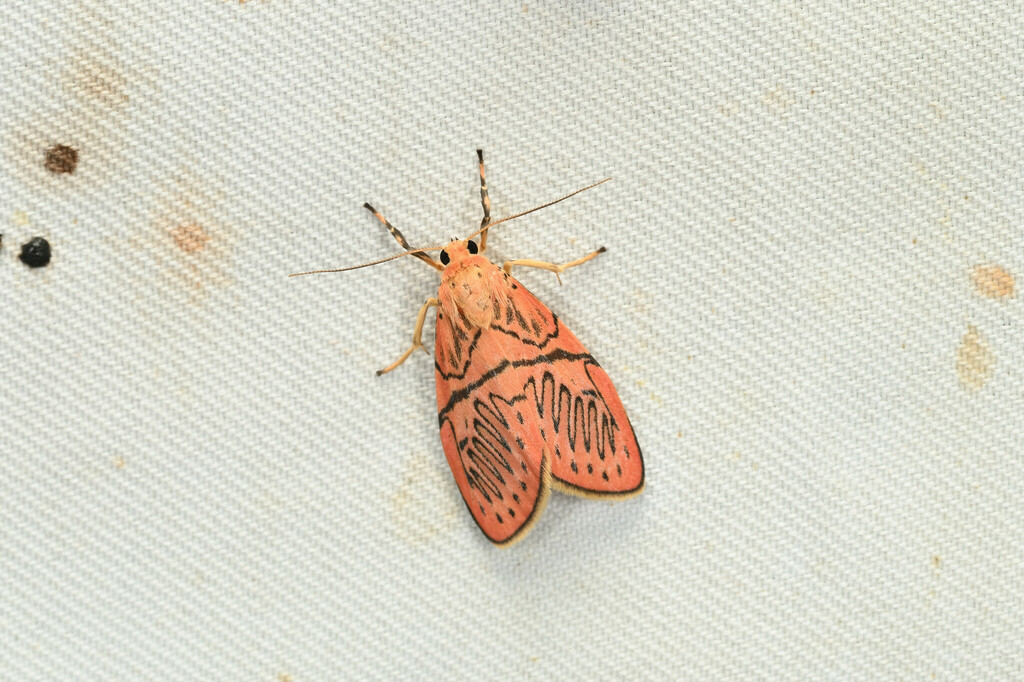 Miltochrista yueh