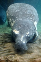 Trichechus