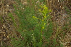 Ferulago galbanifera