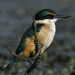 Sacred Kingfisher - Photo (c) Saryu Mae, some rights reserved (CC BY), uploaded by Saryu Mae