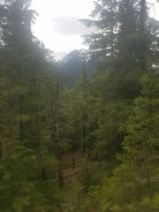 Ursus americanus cinnamomum