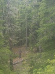 Ursus americanus cinnamomum