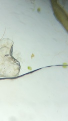 Miozoa