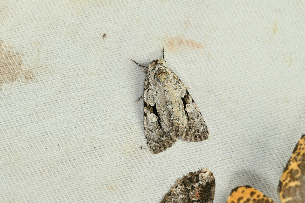 Subleuconycta