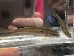 Campostoma oligolepis