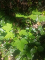Acer glabrum douglasii
