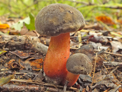 Hortiboletus engelii