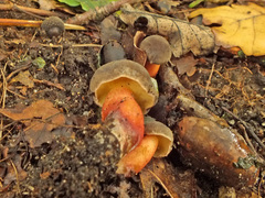 Hortiboletus engelii