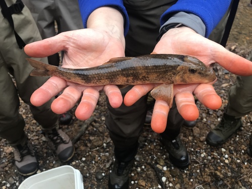 Alabama hog sucker (Hypentelium etowanum) — Catostomidae — 2