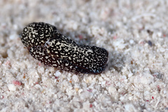 Camachoaglaja berolina