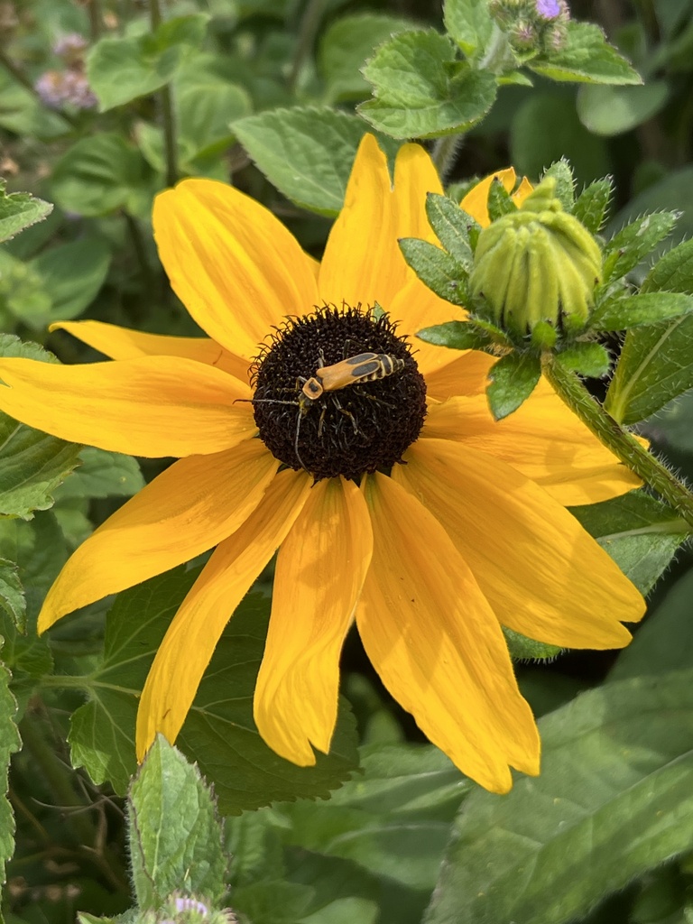 Goldenrod Soldier Beetle from Ohio State ATI, Wooster, OH, US on August ...