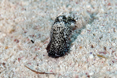 Camachoaglaja berolina