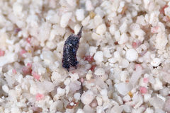 Camachoaglaja berolina