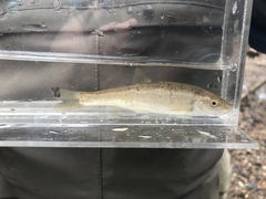 Campostoma oligolepis