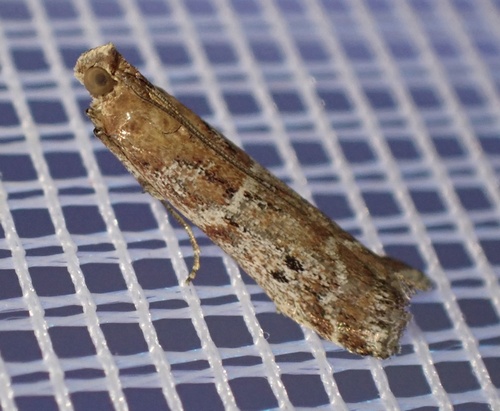 Brown Powdered Knot-horn