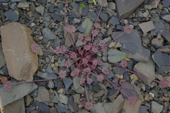 Symphyoloma graveolens
