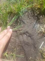 Ursus americanus cinnamomum