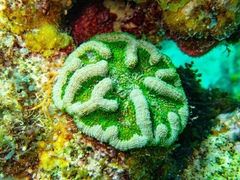 Mycetophyllia