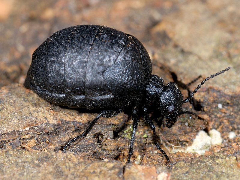 Meloe apenninicus
