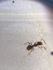 Linepithema humile