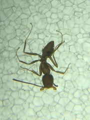 Formicidae