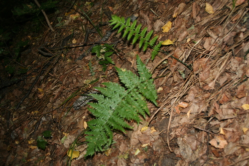 Dryopteris X brathaica