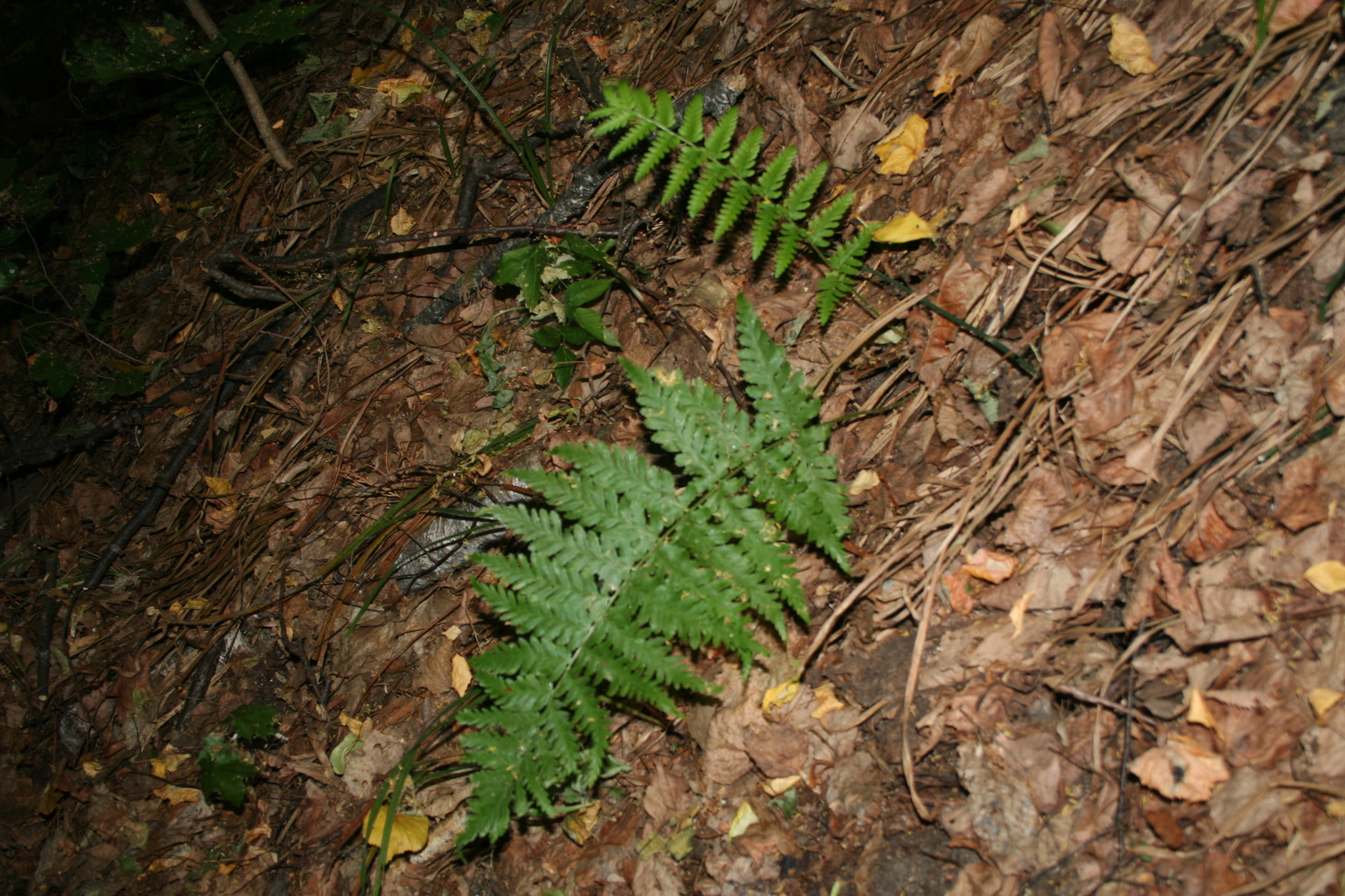Dryopteris X brathaica