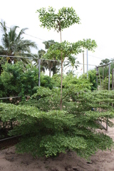 Terminalia mantaly