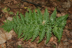 Dryopteris × brathaica